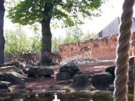 10. Geburtstag/Besuch Zoo Hannover 27.04.2019